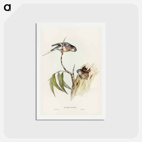 アートポストカード-Bouke's Grass-Parakeet
 - ジョン グールド Postcard.