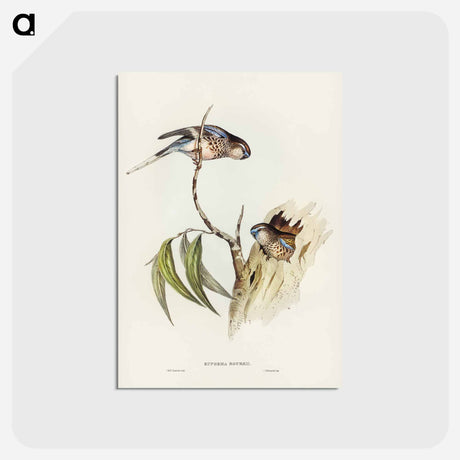 アートポストカード-Bouke's Grass-Parakeet
 - ジョン グールド Postcard.