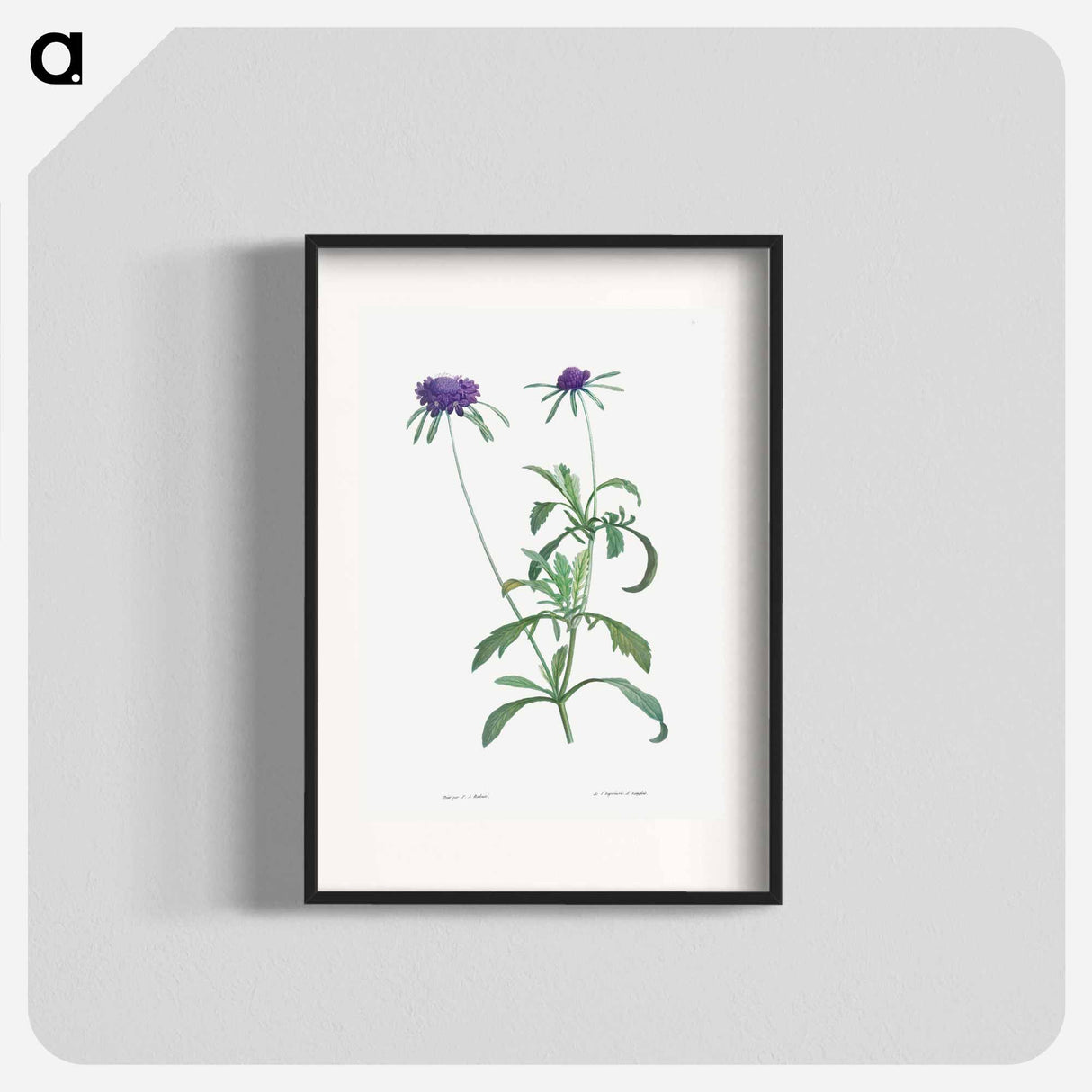 Allium atropurpureum - Pierre Joseph Redouté Poster.