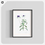 Allium atropurpureum - Pierre Joseph Redouté Poster.