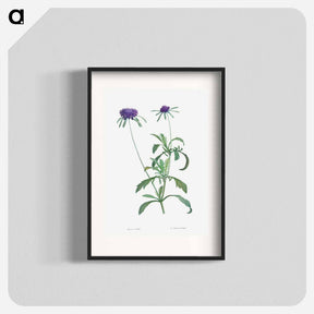 アートポスター-Allium atropurpureum - ピエール ジョゼフ ルドゥーテ Poster.