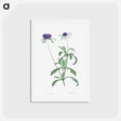 アートポストカード-Allium atropurpureum - ピエール ジョゼフ ルドゥーテ Postcard.