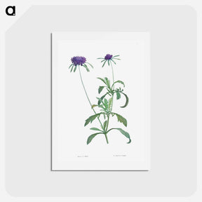 アートポストカード-Allium atropurpureum - ピエール ジョゼフ ルドゥーテ Postcard.