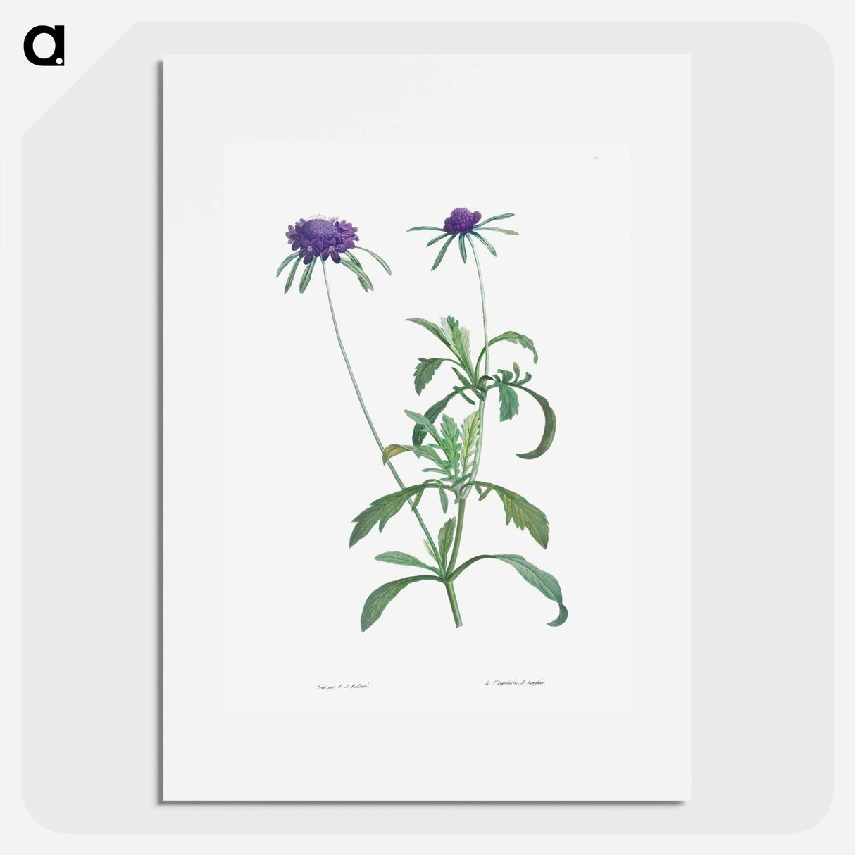 Allium atropurpureum - Pierre Joseph Redouté Poster.