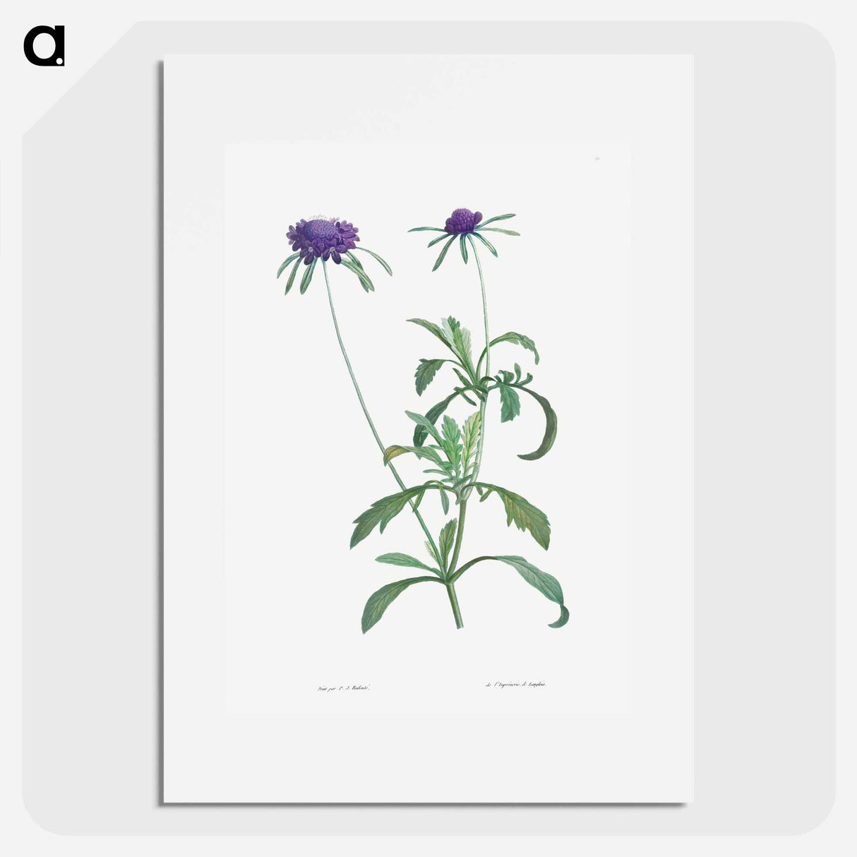 Allium atropurpureum - ピエール ジョゼフ ルドゥーテ Poster.