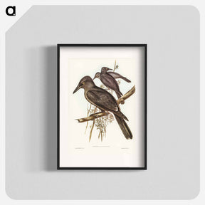 アートポスター-Grey Crow-Shrike
 - オーストラリアの鳥 Poster.