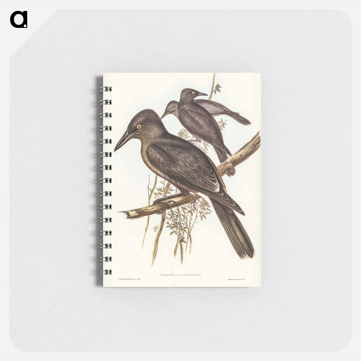 アートメモ帳-Grey Crow-Shrike
 - オーストラリアの鳥 Memo.