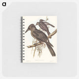 アートメモ帳-Grey Crow-Shrike
 - オーストラリアの鳥 Memo.