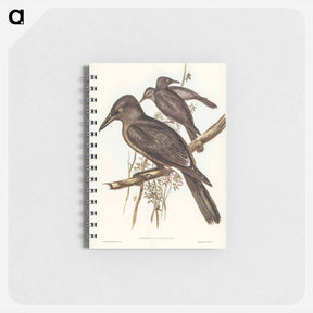 アートメモ帳-Grey Crow-Shrike
 - オーストラリアの鳥 Memo.