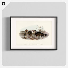 アートポスター-Membranaceous Duck
 - ジョン グールド Poster.