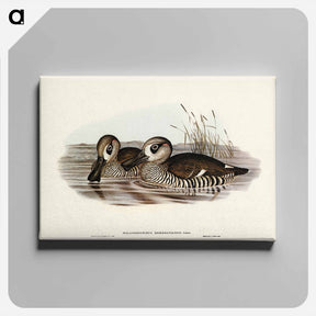 アートパネル-Membranaceous Duck
 - ジョン グールド Canvas.