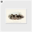 アートポストカード-Membranaceous Duck
 - ジョン グールド Postcard.