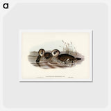 アートポストカード-Membranaceous Duck
 - ジョン グールド Postcard.