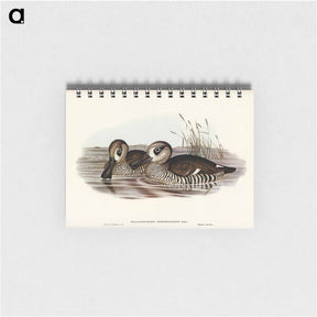 アートメモ帳-Membranaceous Duck
 - ジョン グールド Memo.