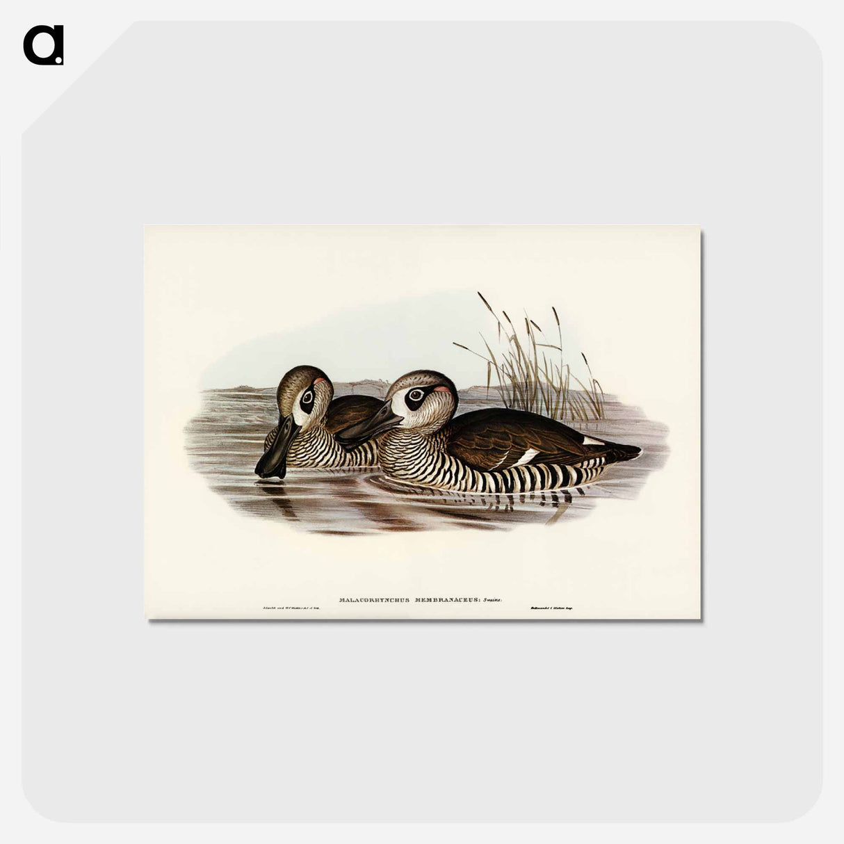 アートポストカード-Membranaceous Duck
 - ジョン グールド Postcard.