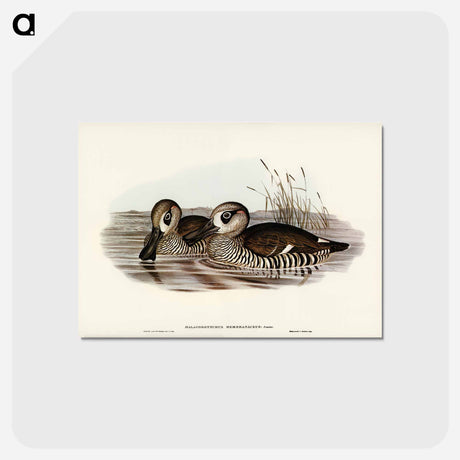 アートポストカード-Membranaceous Duck
 - ジョン グールド Postcard.