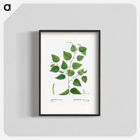 アートポスター-Paper birch - ピエール ジョゼフ ルドゥーテ Poster.