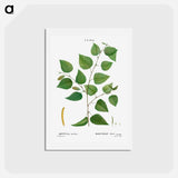 アートポストカード-Paper birch - ピエール ジョゼフ ルドゥーテ Postcard.
