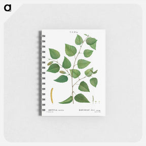 アートメモ帳-Paper birch - ピエール ジョゼフ ルドゥーテ Memo.