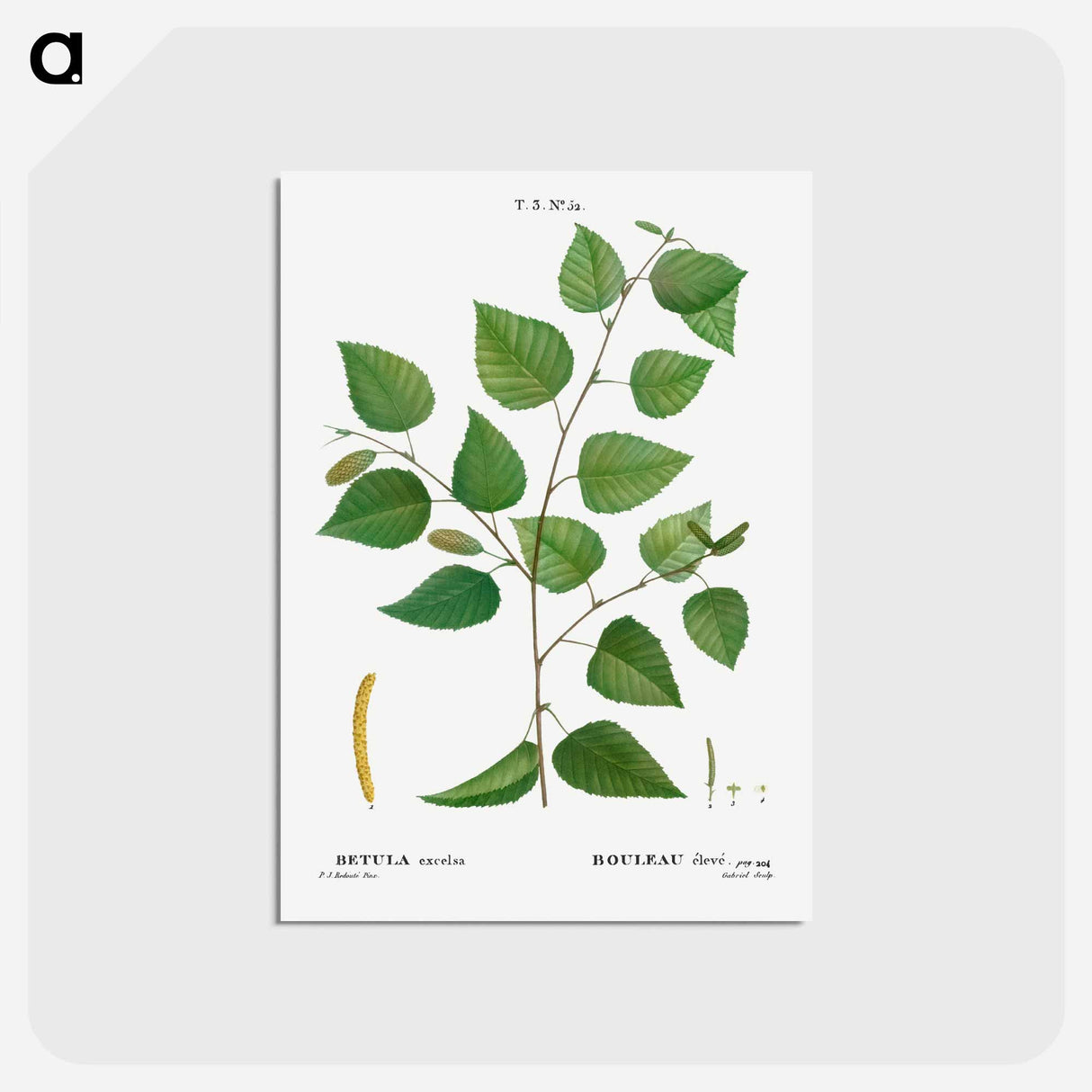 アートポストカード-Paper birch - ピエール ジョゼフ ルドゥーテ Postcard.