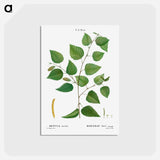 アートポストカード-Paper birch - ピエール ジョゼフ ルドゥーテ Postcard.