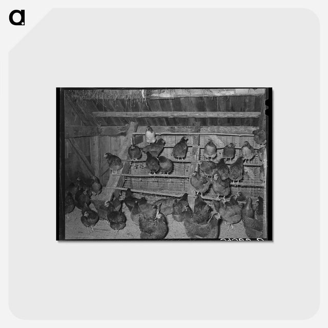 アートポストカード-Hen House of FSA Client
 - ラッセル リー Postcard.