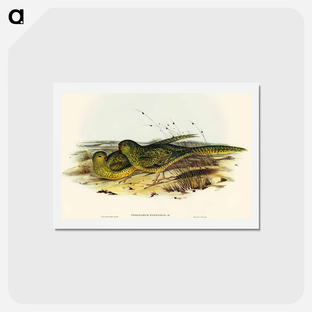 アートポストカード-Ground Parakeet
 - オーストラリアの鳥 Postcard.
