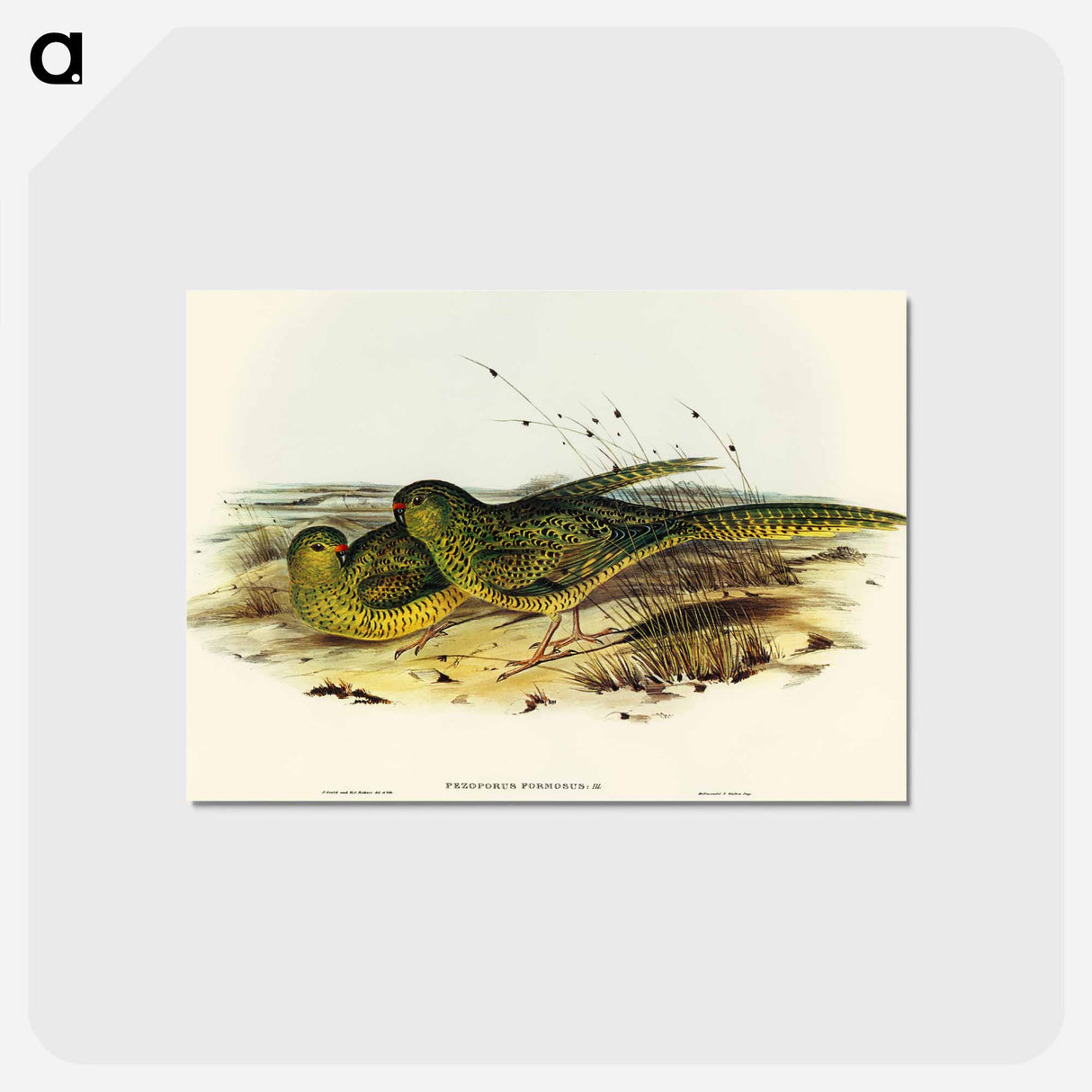 アートポストカード-Ground Parakeet
 - オーストラリアの鳥 Postcard.