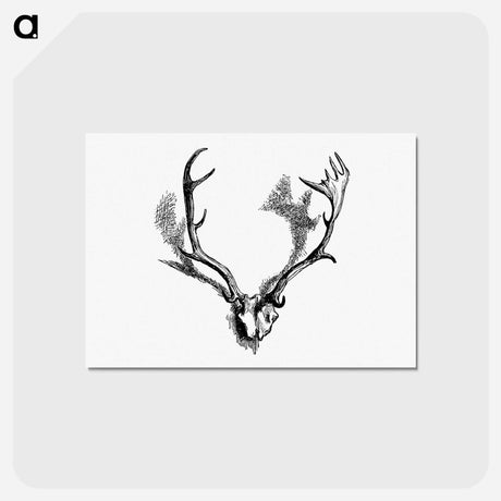 アートポストカード-Deer Skull with Horns
 - 大英図書館 Postcard.