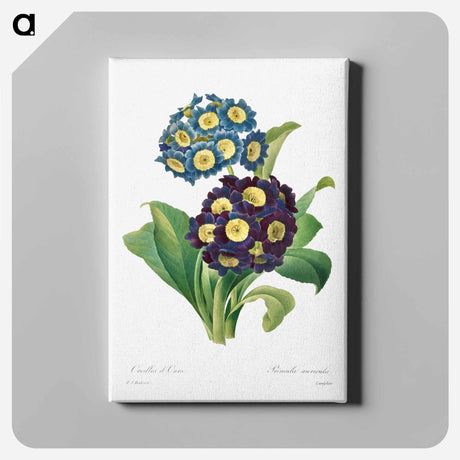 アートパネル-Primula Auricula
 - クリーブランド美術館 Canvas.