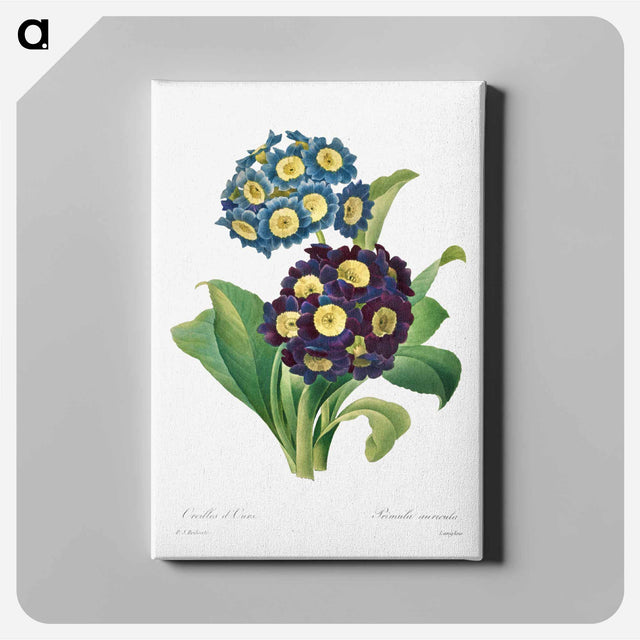 アートパネル-Primula Auricula
 - クリーブランド美術館 Canvas.