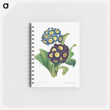 アートメモ帳-Primula Auricula
 - クリーブランド美術館 Memo.