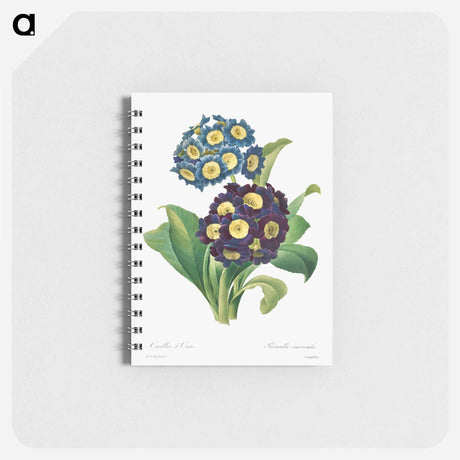 アートメモ帳-Primula Auricula
 - クリーブランド美術館 Memo.
