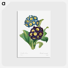 アートポストカード-Primula Auricula
 - クリーブランド美術館 Postcard.