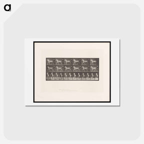 アートポストカード-Sulky Driver
 - エドワード マイブリッジ Postcard.