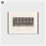 アートポストカード-Sulky Driver
 - エドワード マイブリッジ Postcard.