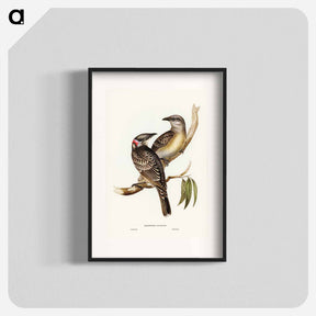 アートポスター-Great Bower Bird
 - ジョン グールド Poster.