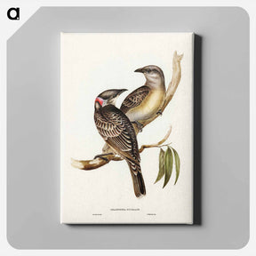 アートパネル-Great Bower Bird
 - ジョン グールド Canvas.