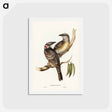 アートポストカード-Great Bower Bird
 - ジョン グールド Postcard.