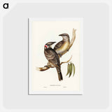 アートポストカード-Great Bower Bird
 - ジョン グールド Postcard.