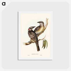アートポストカード-Great Bower Bird
 - ジョン グールド Postcard.