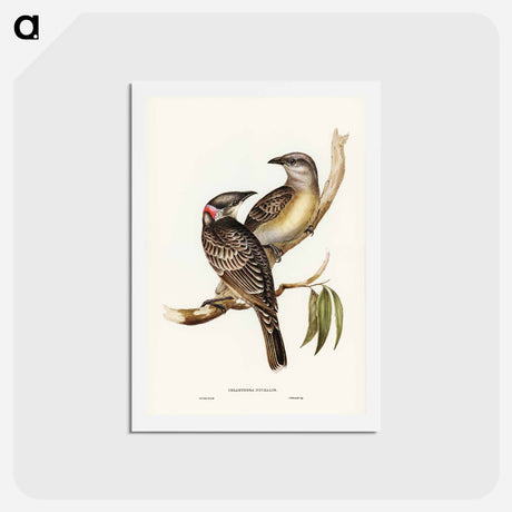 アートポストカード-Great Bower Bird
 - ジョン グールド Postcard.