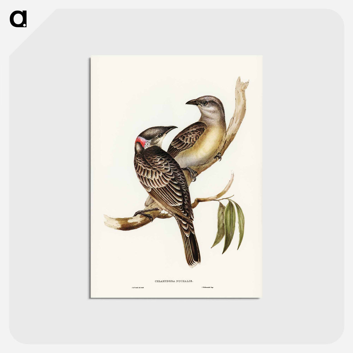 アートポストカード-Great Bower Bird
 - ジョン グールド Postcard.