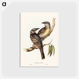 アートポストカード-Great Bower Bird
 - ジョン グールド Postcard.