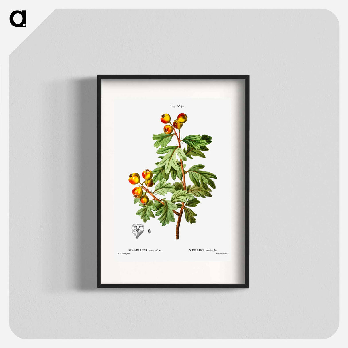 Crataegus azarolus (Mespilus azarolus) - Pierre-Joseph Redouté Poster.