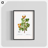 Crataegus azarolus (Mespilus azarolus) - Pierre-Joseph Redouté Poster.