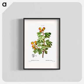 アートポスター-Crataegus azarolus (Mespilus azarolus) - ピエール ジョゼフ ルドゥーテ Poster.