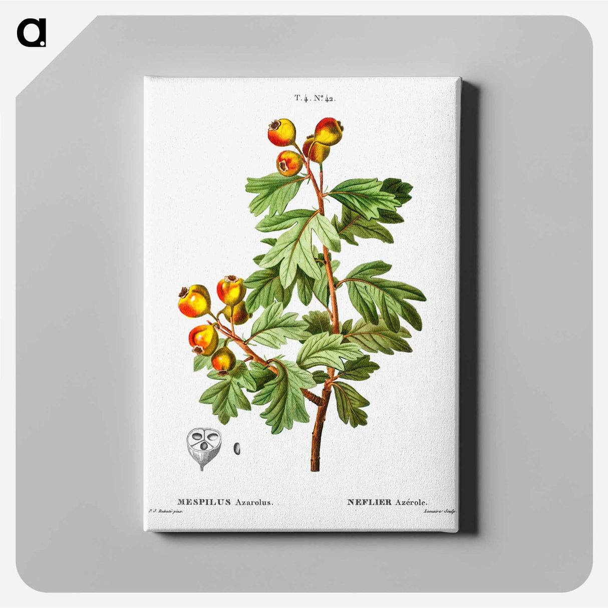 アートパネル-Crataegus azarolus (Mespilus azarolus) - ピエール ジョゼフ ルドゥーテ Canvas.