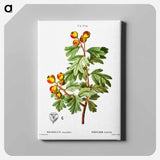 アートパネル-Crataegus azarolus (Mespilus azarolus) - ピエール ジョゼフ ルドゥーテ Canvas.