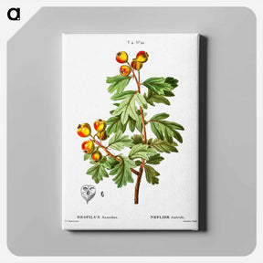 アートパネル-Crataegus azarolus (Mespilus azarolus) - ピエール ジョゼフ ルドゥーテ Canvas.